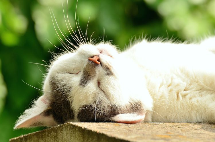 Кот спит на солнце