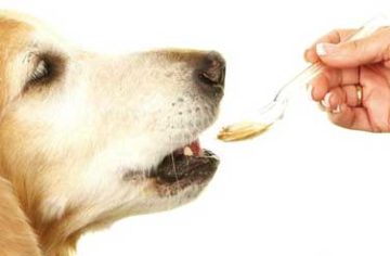 собака пьет с ложки
