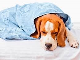 собака в одеяле