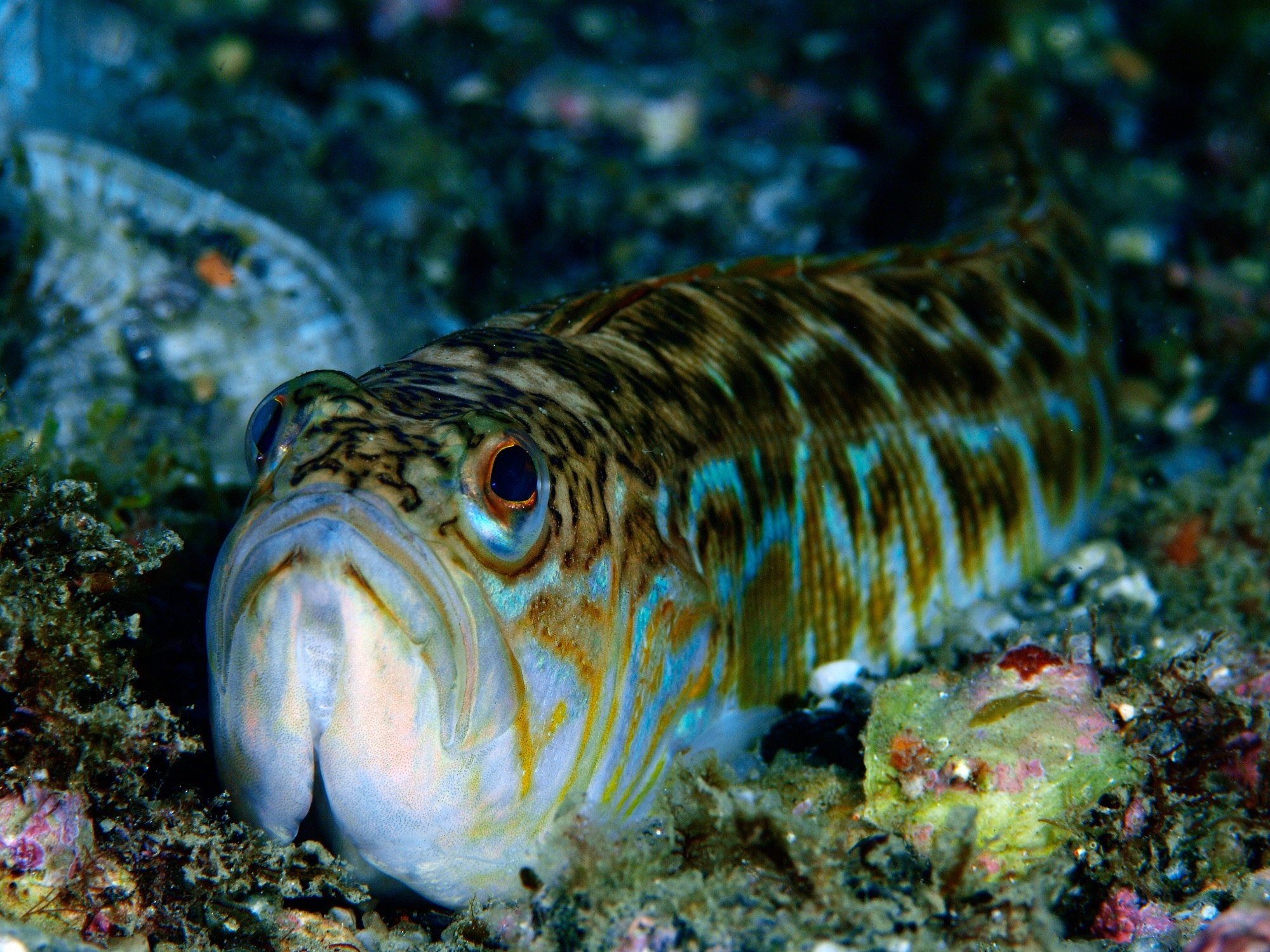 Рыбы черного моря фото с названиями и описанием