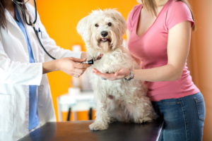 Как происходит лечение геморрагии у собак
