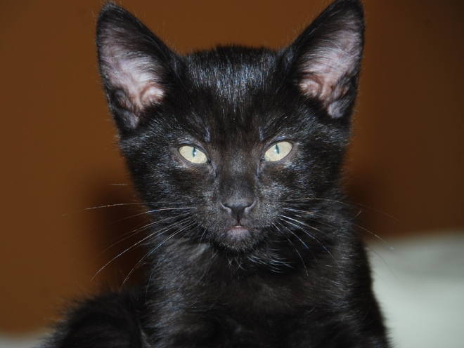 Черный котенок с чистыми ушами