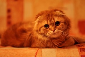 Причины появления крови в моче у кота / кошки / котенка