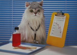 Лечение заболеваний, приводящих к появлению крови в моче у кота / кошки / котенка