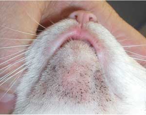 Кошачий акне, как причина, из-за которой опухает морда у кошек (котов)