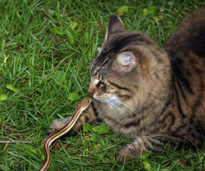 Укусы змей, как причина, из-за которой опухает морда у кошек (котов)