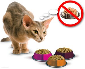 Почему кошка не ест и что делать?
