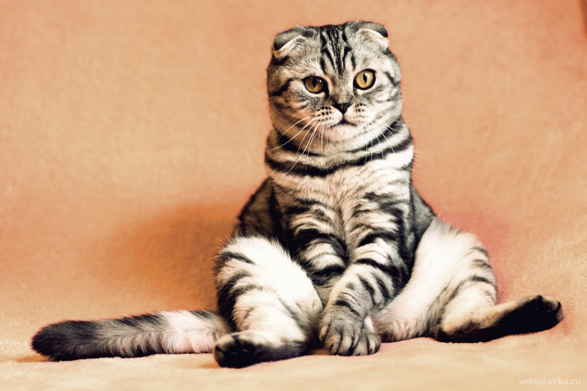 Воспаление параанальных желез у кошек: диагностика и лечение