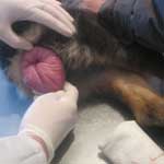 маточное кровотечение у собак