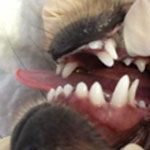 Смена зубов у собак