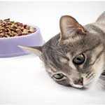 Почему кошка не ест: разбираемся в причинах