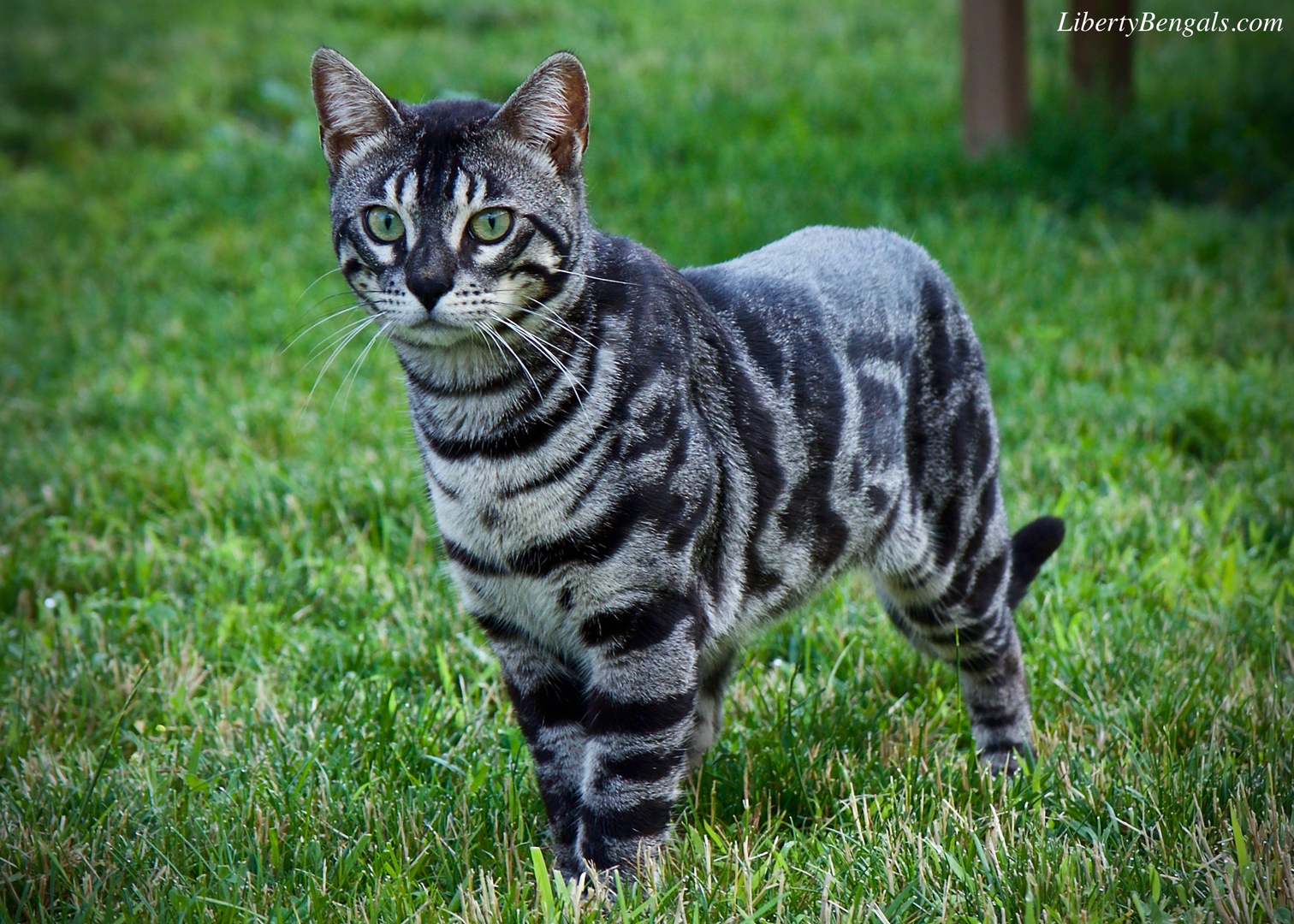 Серая кошка с черными пятнами. Табби макрель тигровый. Кот табби макрель. Табби макрель полосатый. Бенгальская кошка табби полосатый.