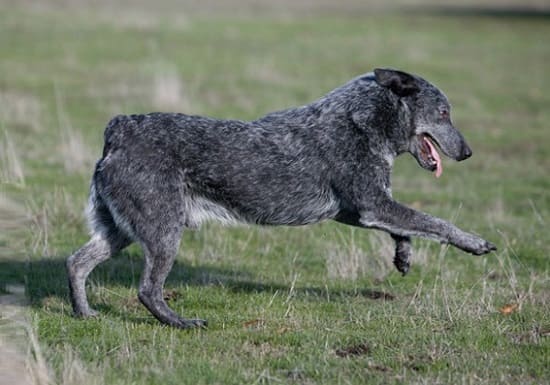 Австралийская пастушья собака стампи