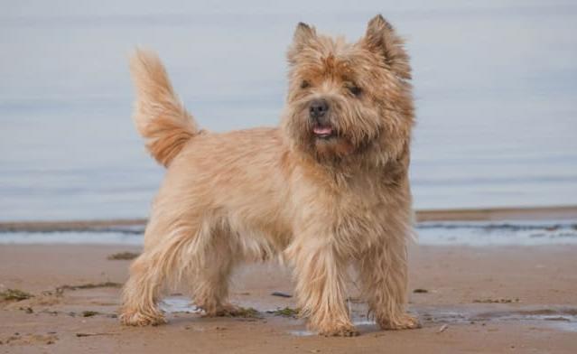 Шотландская порода собак керн-терьер