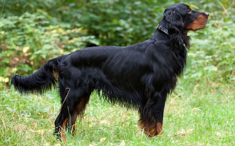 Шотландская порода собак сеттер-гордон
