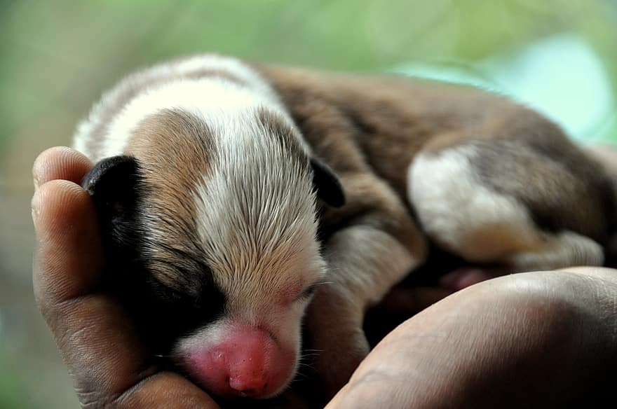 Новорожденный щенок на ладони фото