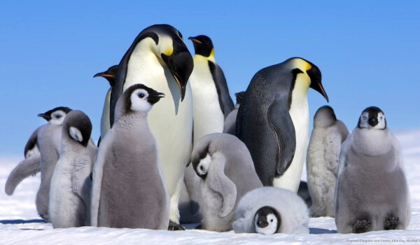 Фото: Императорские пингвины в Антарктиде