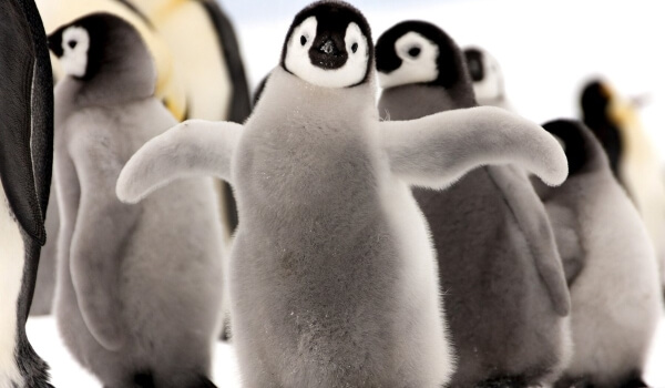 Фото: Птенец императорского пингвина