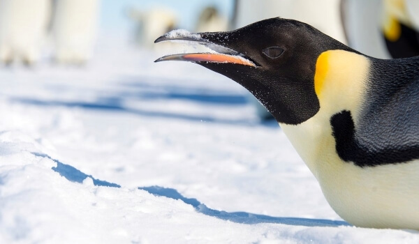Фото: Большой императорский пингвин 