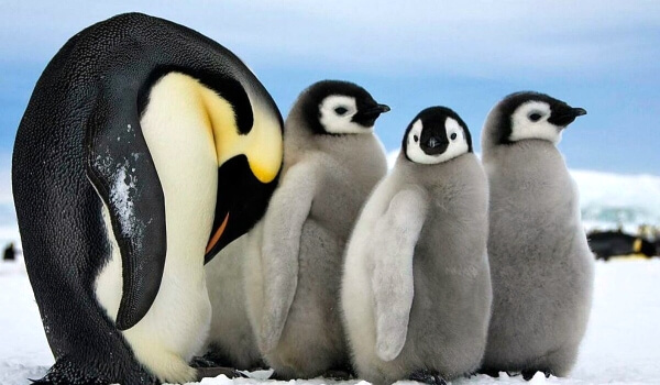 Фото: Самка императорского пингвина