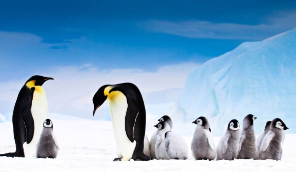 Фото: Императорский пингвин