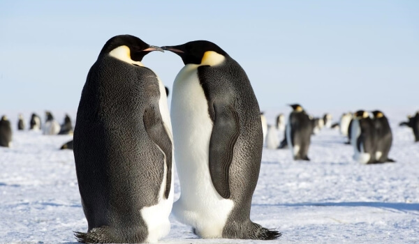 Фото: Птица императорский пингвин
