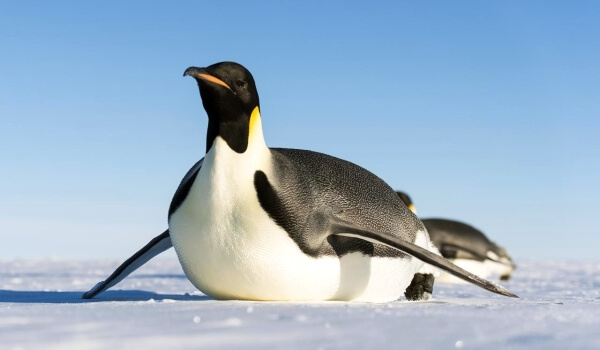 Фото: Императорский пингвин Антарктида