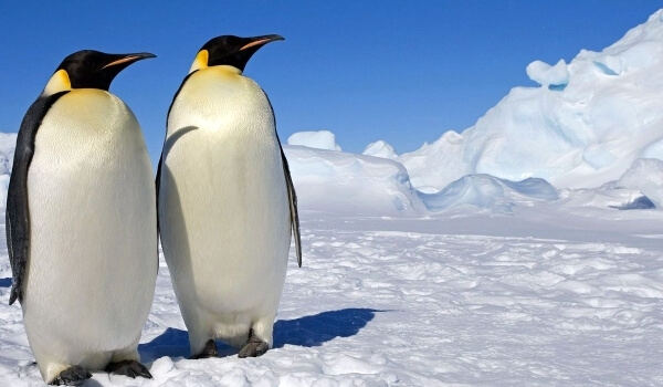 Фото: Императорский пингвин Красная книга
