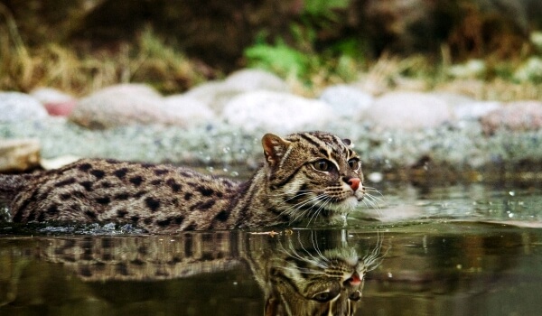 Фото: Животное кот-рыболов