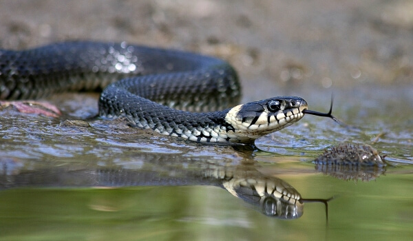 Фото: Уж змея