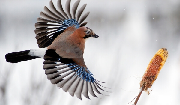 Фото: Сойка птица зимой