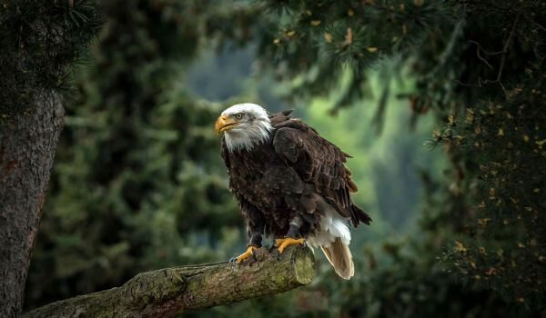 Фото: Белоголовый орлан из Красной книги