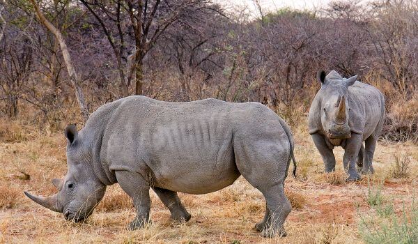 Фото: Животное белый носорог