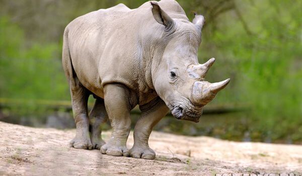 Фото: Северный белый носорог