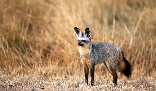 Фото: Животное большеухая лисица