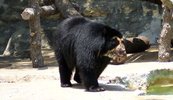 Фото: Очковый медведь