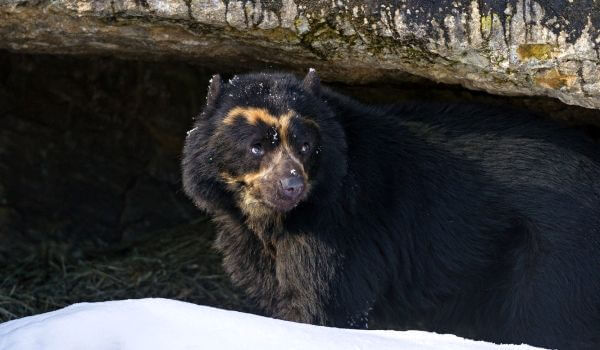 Фото: Очковый медведь животное