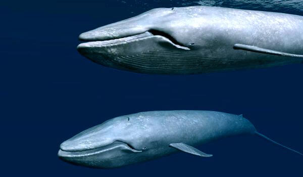 Фото: Детеныш синего кита