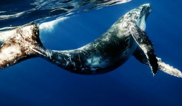 Фото: Синий кит в океане