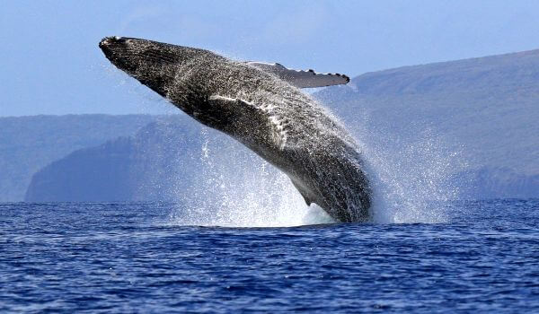 Фото: Животное синий кит