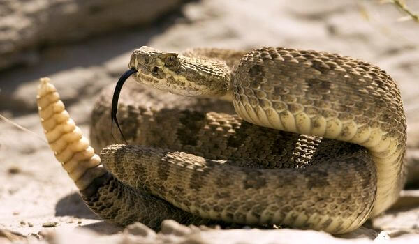 Фото: Змея гремучник