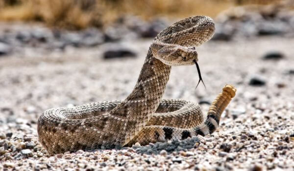 Фото: Ядовитая гремучая змея