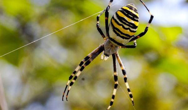 Фото: Ядовитый паук Аргиопа Брюнниха