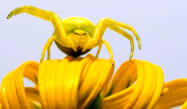 Фото: Опасный жёлтый паук