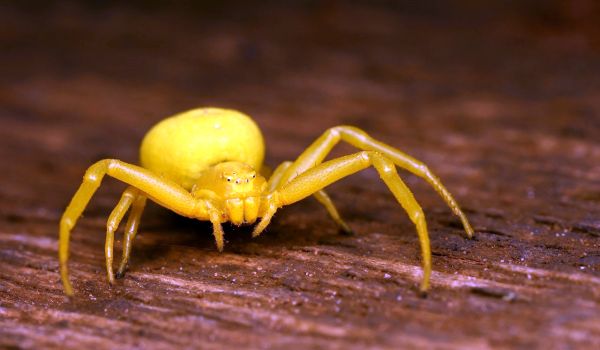 Фото: Жёлтый паук в России