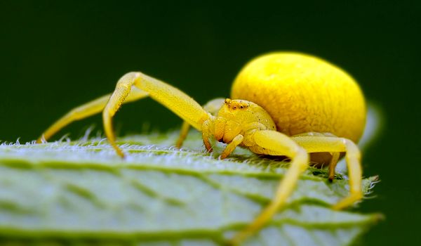 Фото: Жёлтый паук