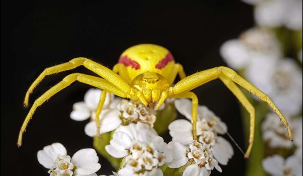 Фото: Большой жёлтый паук