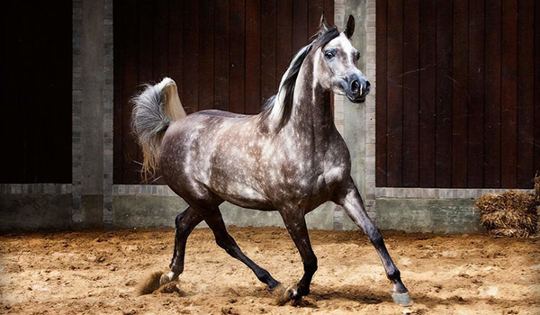 Фото: Как выглядит арабская лошадь