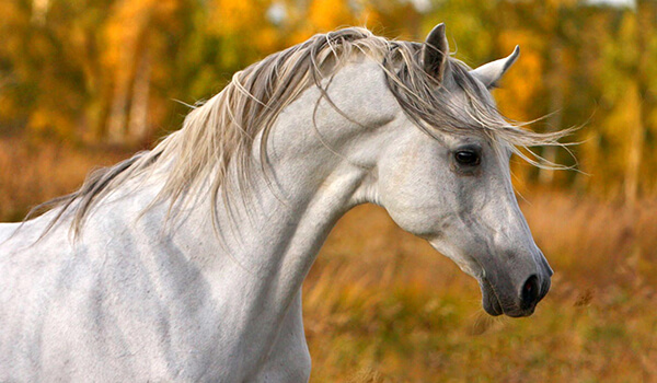 Фото: Арабская лошадь