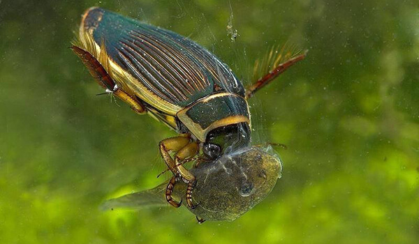 Фото: Большой жук плавунец